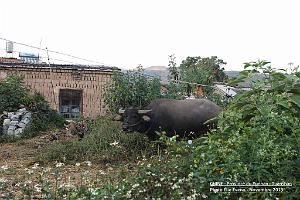 019 - Tuanshan